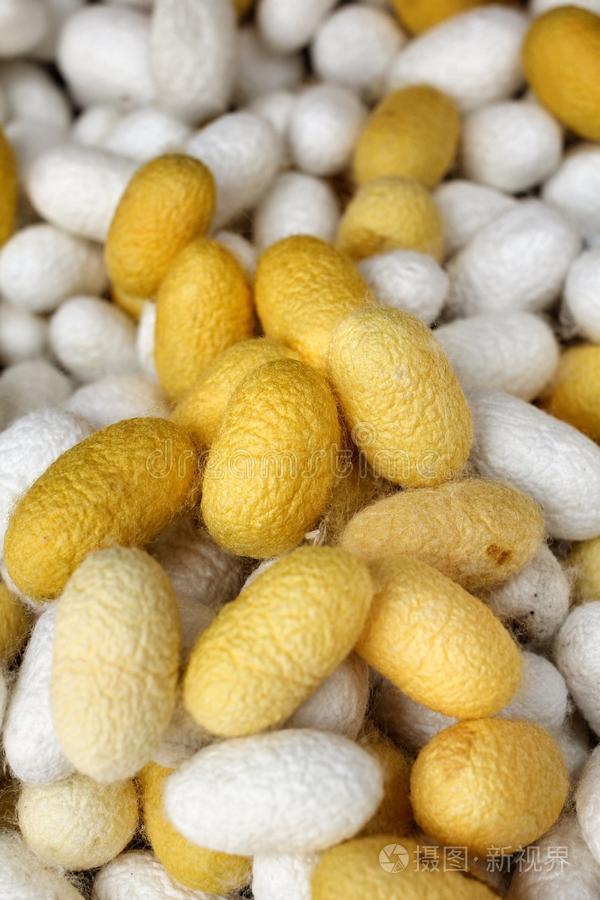 黄茧蚕