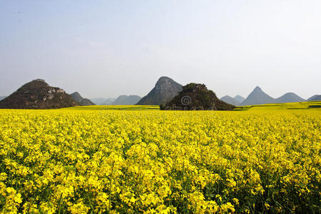 油菜花