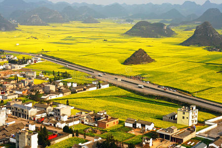 油菜花