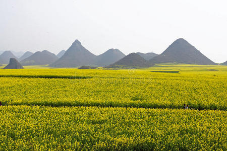 油菜花图片