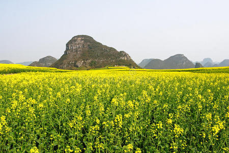 油菜花