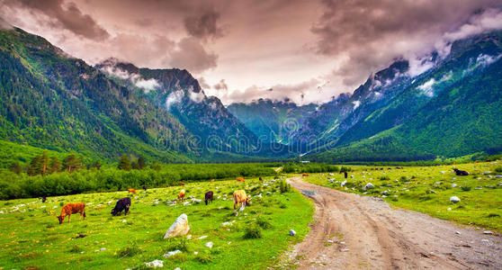 高山牧场美景。