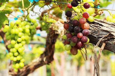 葡萄园里的新鲜葡萄