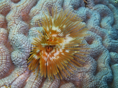 海虫鳃图片