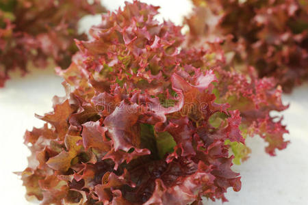 水培红珊瑚菜图片