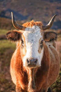 科西嘉牛在科伦巴诺上校