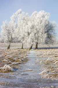 白霜覆盖的小树林图片