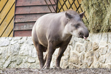 tapirtapirus病毒