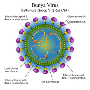 布尼亚病毒颗粒结构图