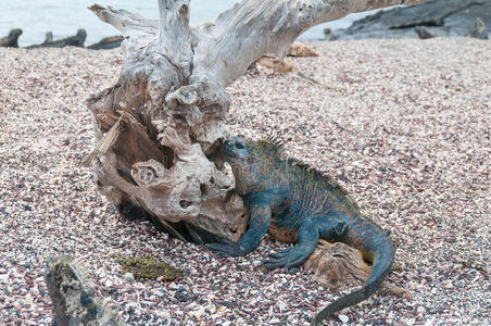 加拉帕戈斯海鬣蜥与漂流木材树在海滩上