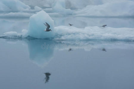 冰岛约库萨隆，一只在冰山间飞翔的鸟