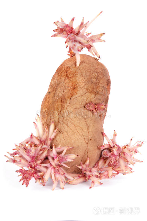 发芽马铃薯照片-正版商用图片10v7eb-摄图新视界