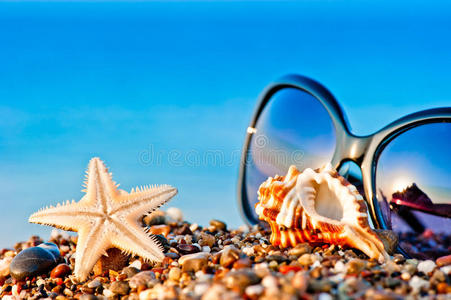 太阳眼镜和海滩上的海洋生物