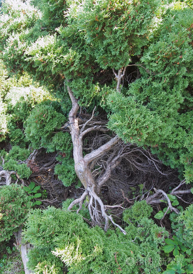 刺柏在植物园里