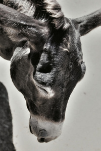 农场里一头可爱疲惫的驴子的照片