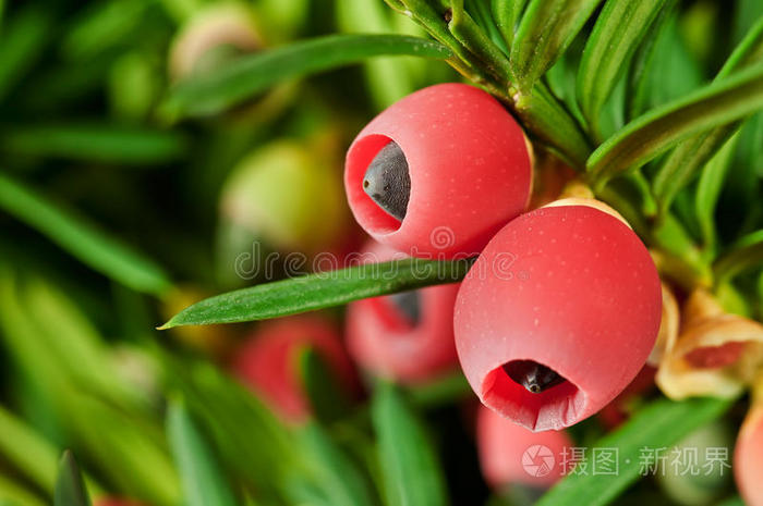 红豆杉嫩枝成熟果实特写镜头照片-正版商用图片10vec8-摄图新视界