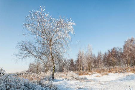 森林空地上的雪树