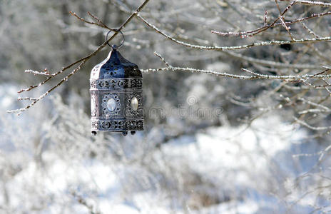 下雪 分支 植物 天气 神秘 摄影 圣诞节 寒冷的 特写镜头