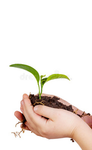 孩子的手抱着隔离的土壤里的绿色植物