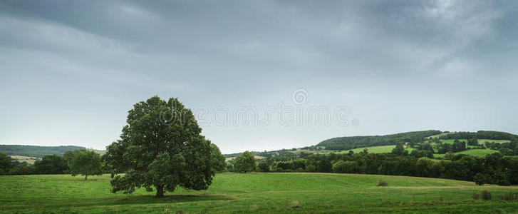 草地 场景 英国 夏天 英语 自然 农事 牧场 风景 农田