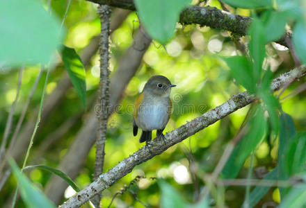 雌性喜马拉雅蓝尾猴tarsiger rufilatus