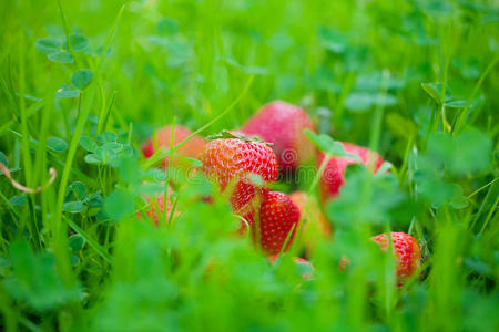 青草草莓