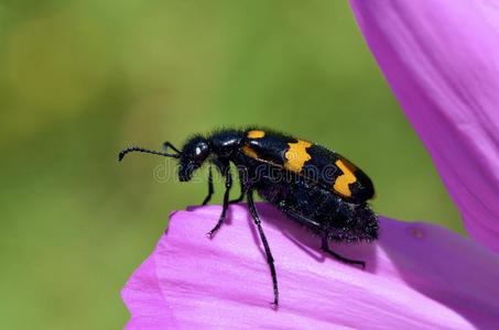 法国 轮廓 花粉 自然 宇宙 甲虫 天线 头发 粉红色 双翅目