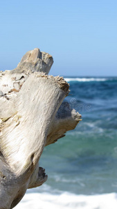 树和加勒比海蓝海