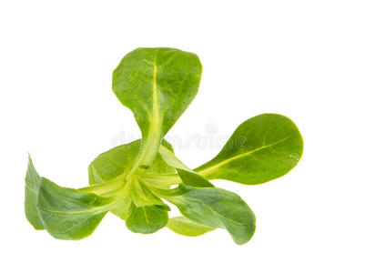 匙沙拉做沙拉青菜用的匙形菜叶照片