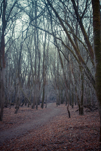 穿过黑暗森林的路