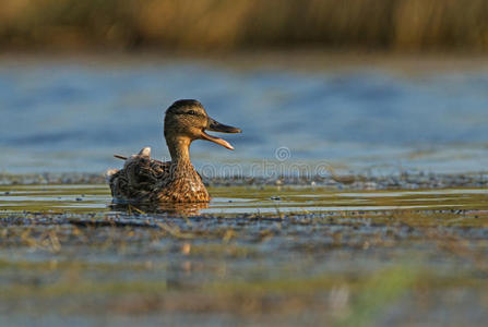 阿尔塞纳野鸭女叫声照片
