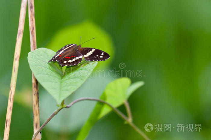 斑纹孔雀蝶