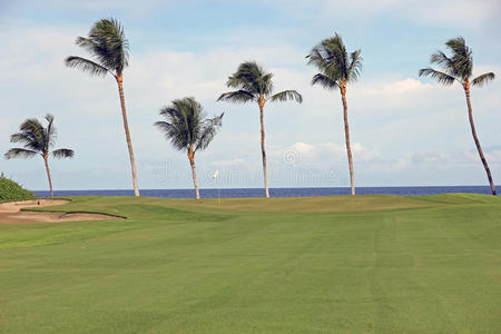 棕榈树架高尔夫球场