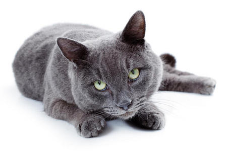 绿眼马耳他猫,又称英国蓝猫照片