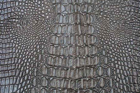 蜥蜴皮细节图片