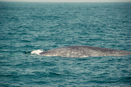 巨大的野生蓝鲸在印度洋游泳。野生动物自然背景。文本的空间。探险旅行, 旅游业。斯里兰卡米里萨保护概念。探索世界。观光景点