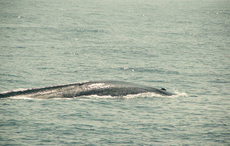 巨大的野生蓝鲸在印度洋潜水。野生动物的自然背景。探险旅游, 旅游产业。Mirissa, 斯里兰卡。保护概念。探索世界。旅游胜地。