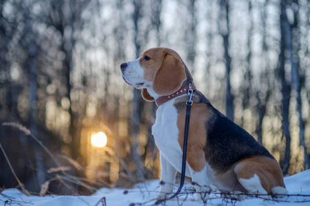 小猎犬在冬天的晚上散步