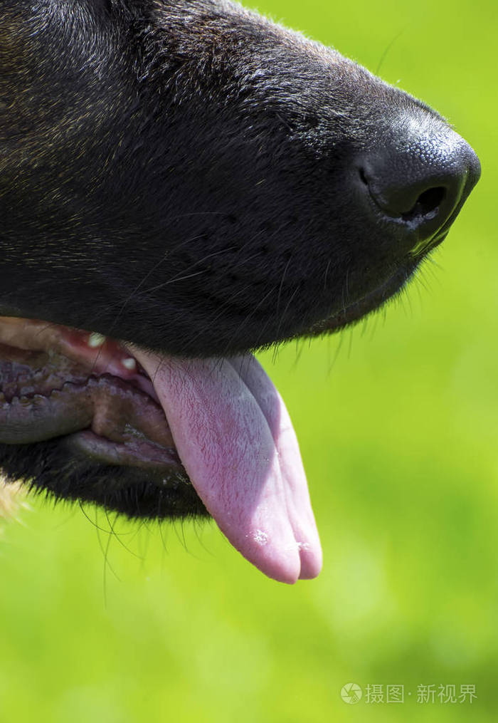 舌头德国牧羊人狗在绿色背景前面
