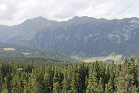 高山山上的树林