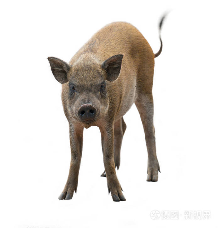 野猪在白色背景上孤立