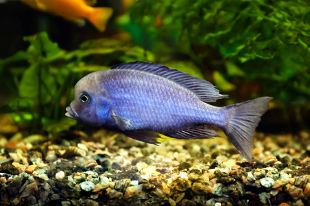 淡水鱼类水族馆