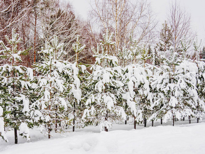 冬季自然的背景下, 有绿色的冷杉树下的雪。乡村景观