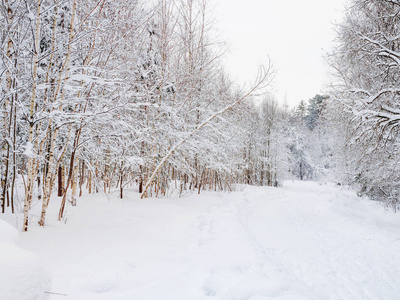 冬天的自然背景下, 树下的雪。乡村景观