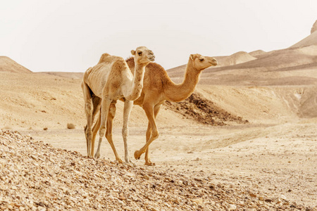峰骆驼群走在荒野的沙漠热自然图片