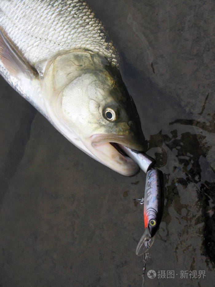 关闭捕食性鱼类aspiusaspius淡水鱼在草地上打架后摆动的细节