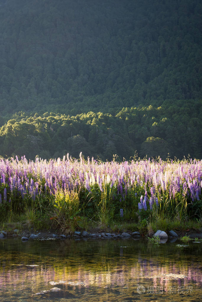 来自新西兰米尔福德的春天场景