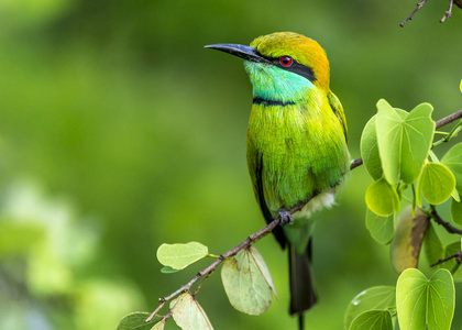 绿色食蜂鸟照片