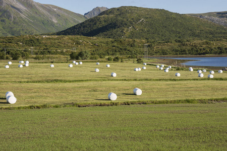 挪威产蛋场的栽培田和干草捆图片