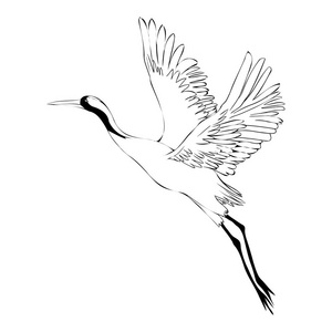 鸟鹳图片-鸟鹳素材-鸟鹳插画-摄图新视界